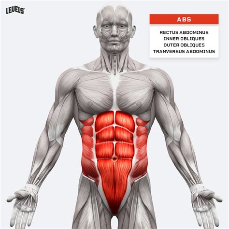 leg muscle diagram workout leg muscle anatomical structure labeled