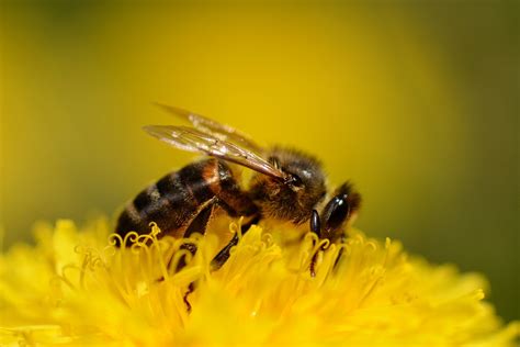 usda shuts  data collection  honey bees citizen truth