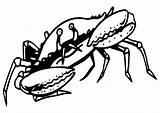 Crab Coloring Pages Coloringpages1001 sketch template