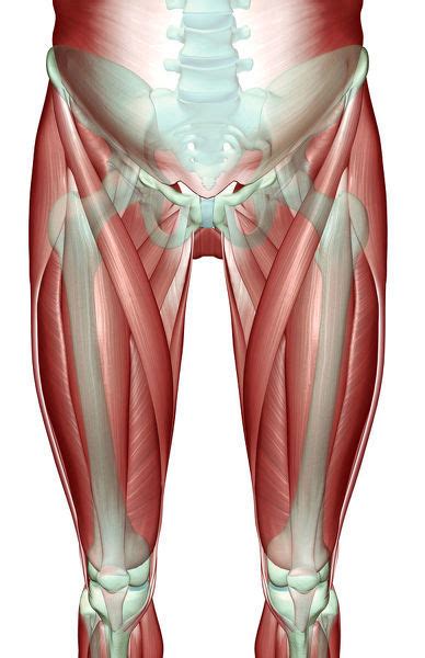 Adductor Longus Anatomy Front View Hip 18106429 Poster