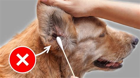 clean dog ears  home  importance  cleaning dogs ears