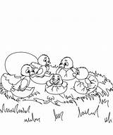 Duckling Ugly Coloring Pages Kids Index Ducklings Print sketch template