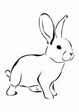 Conejos Conejo sketch template