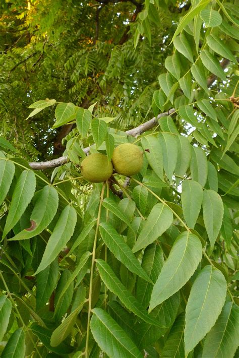 wild harvests black walnut