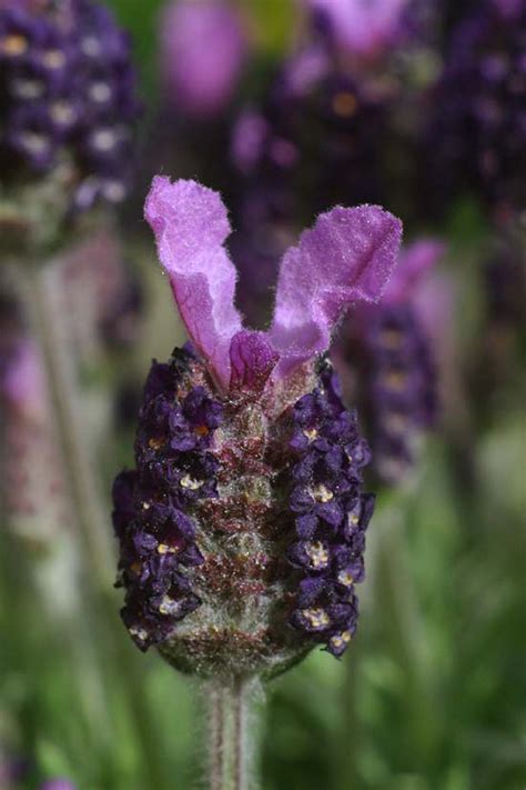 lavandula stoechas