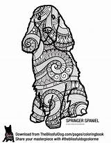 Spaniel Springer Spaniels sketch template