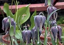 Image result for "fritillaria Formica". Size: 131 x 92. Source: sublimegardendesign.com