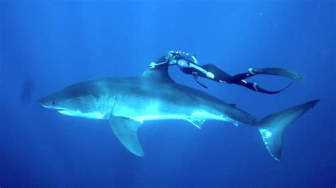 diver ocean ramsey swims  sharks  promote   positive image   animals