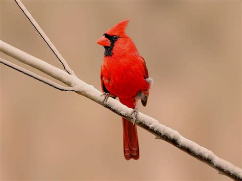 cardinal bird facts