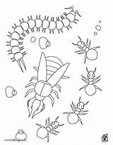 Coloring Centipede Designlooter Ants Getcolorings 71kb Draw sketch template