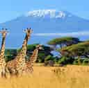 Image result for Mount Kilimanjaro WiFi. Size: 128 x 127. Source: www.nomadafricamag.com