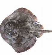 Afbeeldingsresultaten voor Psammobatis scobina. Grootte: 173 x 185. Bron: shark-references.com