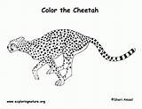 Coloring Cheetah Pages Girls Popular Visit Library Clipart sketch template