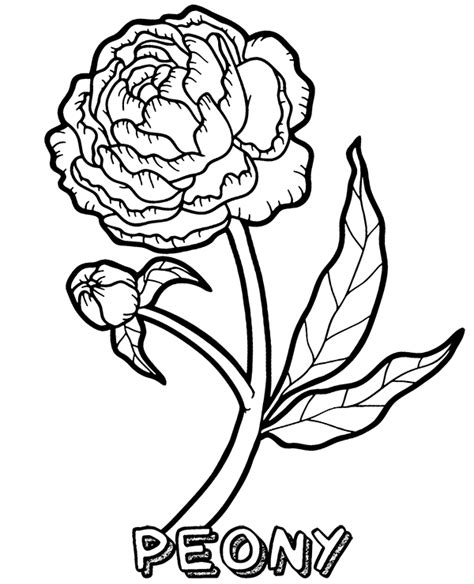 peony tattoo flower coloring sheets flower coloring pages coloring