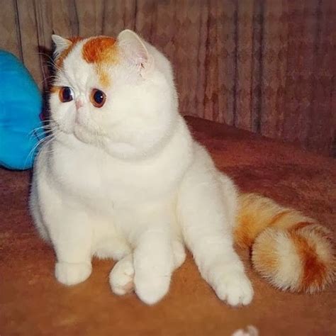 snoopybabe the cute flat faced cat taking the chinese internet by storm memenot