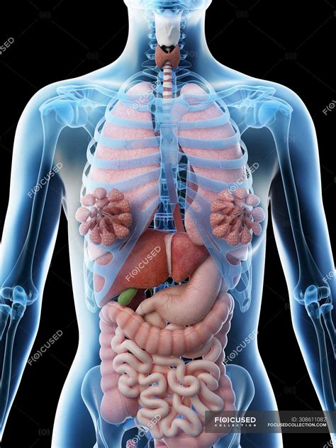 picture  womens internal organs female organ anatomy stock photo  image