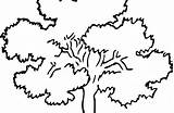 Oak Tree Coloring Clipart Designlooter 96kb 420px Presentations Websites Reports Powerpoint Projects Use These sketch template
