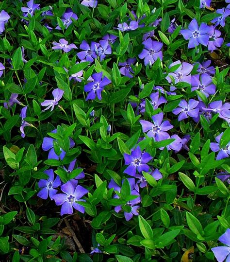 vinca minor blue flowered evergreen ground cover lesser periwinkle