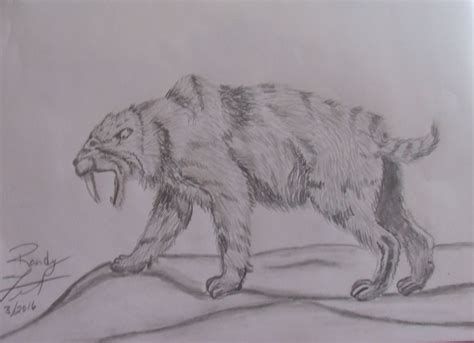 sabertoothed tiger drawing sketches drawings tiger moose art