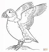 Puffin Coloring Pages Draw Puffins Atlantic Drawing Supercoloring Bird Outline Drawings Tutorials Printable Step Beginners Adult Popular Results Categories sketch template