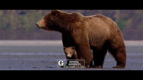 disneynatures bears tv spot youtube