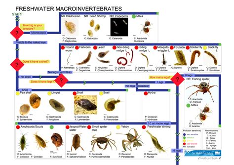 aquatic macro invertebrates australian natural history images by