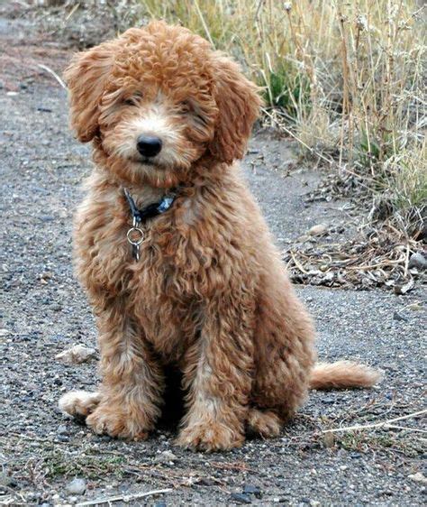 reasons  fb toy goldendoodle full grown full grown mini goldendoodle  year