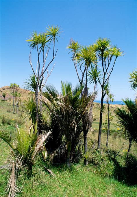 cabbage trees dying  zealand geographic