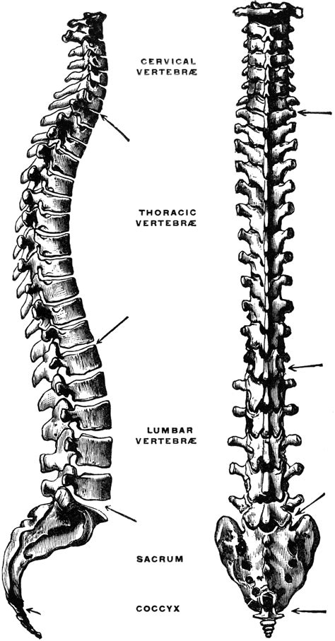 lateral  dorsal view   vertebral column clipart