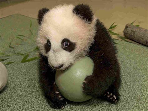 cute panda awesome cute panda