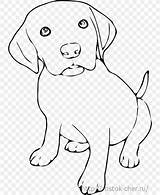 Labrador Retriever sketch template