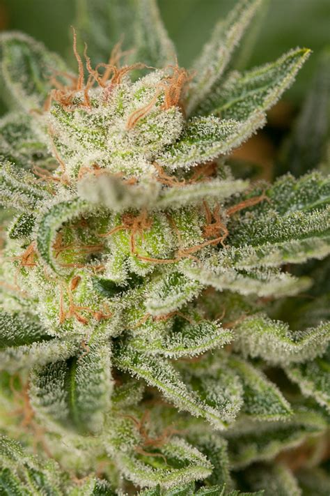 moby dick buy moby dick feminized cannabis seeds