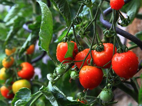 best tomato varieties to grow at home and how to care for them saga