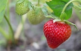 Bildresultat för Strawberry Plants. Storlek: 168 x 107. Källa: www.thrive.org.uk