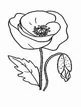 Poppy Pages Coloring Flower Printable Flowers sketch template