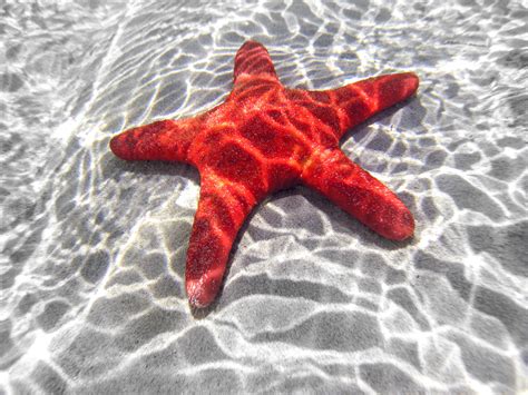 learning  starfish