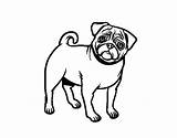 Pug Coloring Dog Pages Colorear Coloringcrew Dogs Perfect Book sketch template