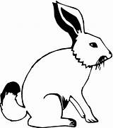 Hare Arctic Hares Mammals Cliparts Designlooter sketch template