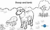 Sheep Colouring Kids Pages Lamb Coloring Baby Psalms Animals Visit sketch template
