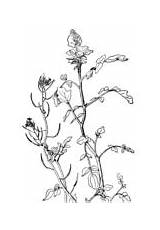 Nasturtium Coloring Watercress Pages Tropaeolum Majus Garden Printable Drawing Designlooter sketch template
