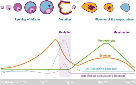menstrual cycle hormones and their effects in different menstrual