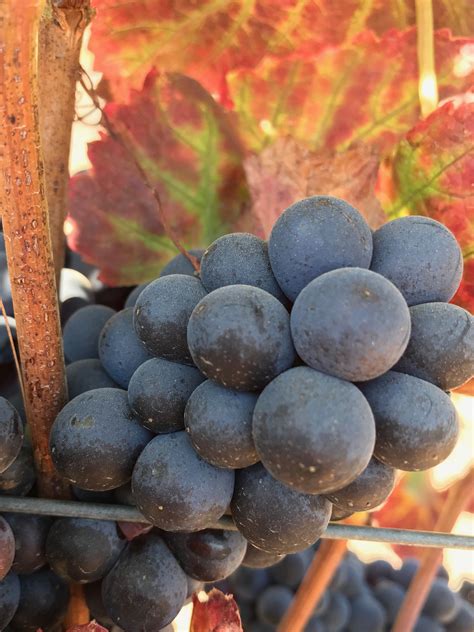 wine grape harvest begins  monterey county