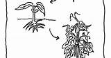 Bean Coloring Plant sketch template