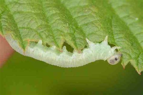 hymenoptera larvae  living