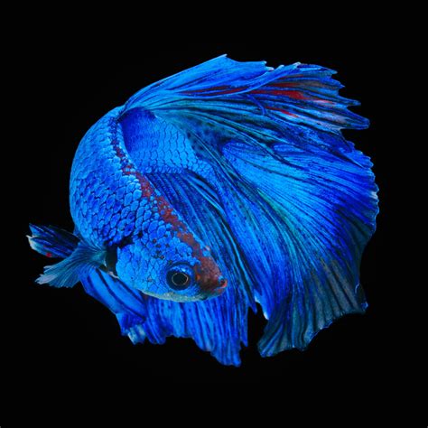 remarkably astonishing facts  betta fish