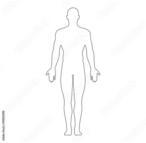 anatomical position anterior view male body outline vector