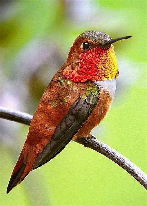 unique hummingbird colors ideas  pinterest pretty birds