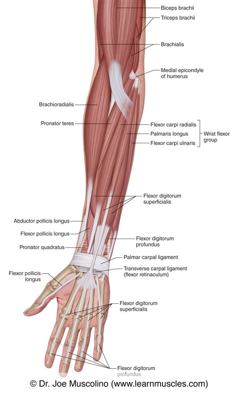 muscles   anterior forearm superficial view learn muscles