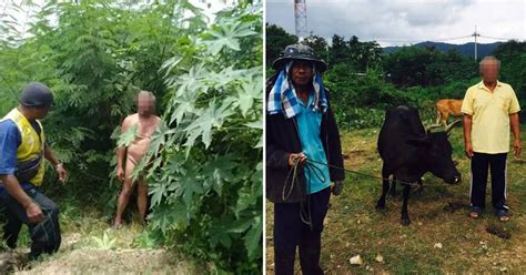 thai old man caught in the nude having sex with a cow 9gag