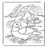 Kleurplaten Fugler Dyr Coloriages Eenden Uccelli Ducks Canards Vogels Oiseaux sketch template